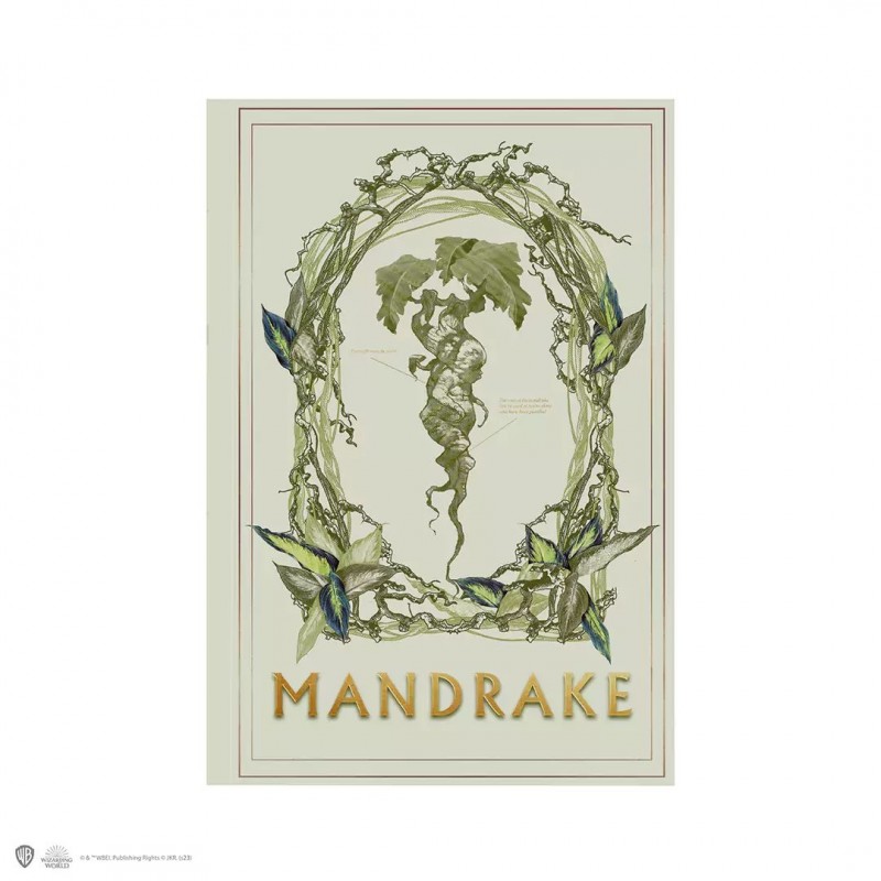 Harry Potter cuaderno mandrágora