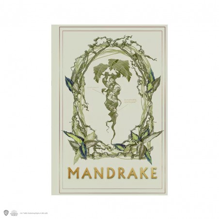 Harry Potter cuaderno mandrágora
