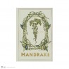 Harry Potter cuaderno mandrágora